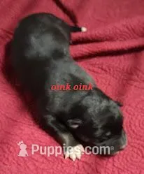 Native Aussie Oink Oink, a female Australian Shepherd for sale in Buffalo, NY – Photo 1 of 3