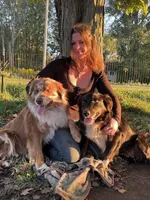 Native Aussie meow meow, a female Australian Shepherd for sale in Buffalo, NY – Photo 5 of 5