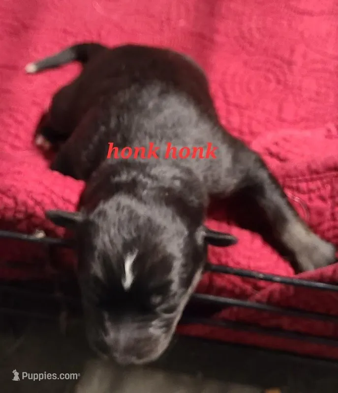 Native Aussie Honk Honk, a female Australian Shepherd for sale in Buffalo, NY – Photo 1 of 4