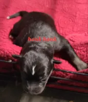 Native Aussie Honk Honk, a female Australian Shepherd for sale in Buffalo, NY – Photo 1 of 4