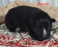 Raven, a female Alaskan Malamute for sale in Buffalo, NY – Photo 1 of 3