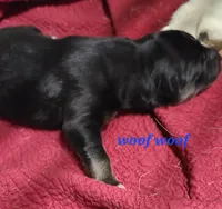 Native Aussie Woof Woof, a male Australian Shepherd for sale in Buffalo, NY – Photo 3 of 4