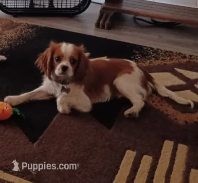 Joey – Cavalier King Charles Spaniel puppy for sale in Tucson, AZ