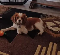 Joey, a male Cavalier King Charles Spaniel for sale in Tucson, AZ – 1 of 4