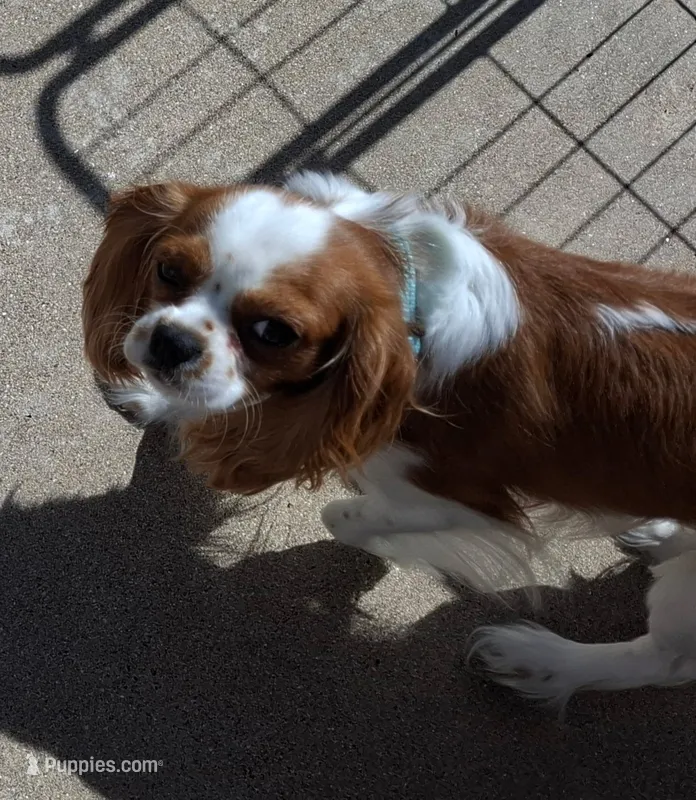 Joey – Cavalier King Charles Spaniel puppy for sale in Tucson, AZ