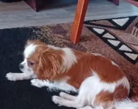 Joey, a male Cavalier King Charles Spaniel for sale in Tucson, AZ – 2 of 4