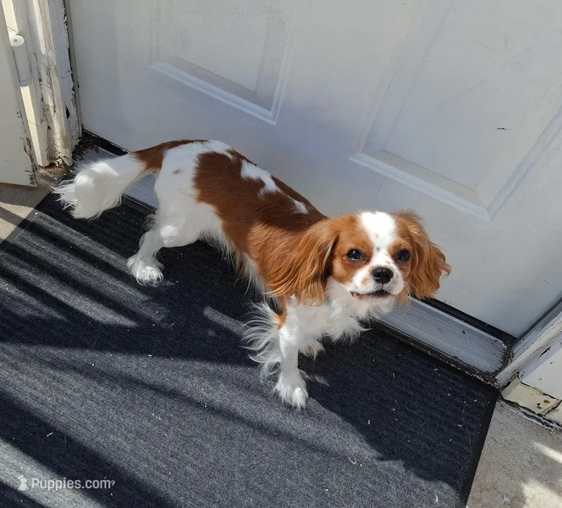 Joey – Cavalier King Charles Spaniel puppy for sale in Tucson, AZ
