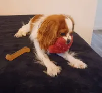Joey, a male Cavalier King Charles Spaniel for sale in Tucson, AZ – 3 of 4