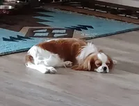 Joey, a male Cavalier King Charles Spaniel for sale in Tucson, AZ – 4 of 4