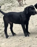 Benny, a male American Bulldog for sale in Seattle, WA – 1 of 6