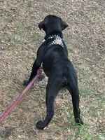 Benny, a male American Bulldog for sale in Seattle, WA – 6 of 6