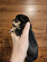 AKC Brandon, a male Chihuahua for sale in Newport, ME – 6 of 8