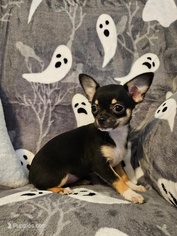 AKC Victoria – Chihuahua puppy for sale in Newport, ME