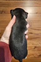 AKC Brandon, a male Chihuahua for sale in Newport, ME – 8 of 8