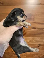 AKC Brandon, a male Chihuahua for sale in Newport, ME – 7 of 8