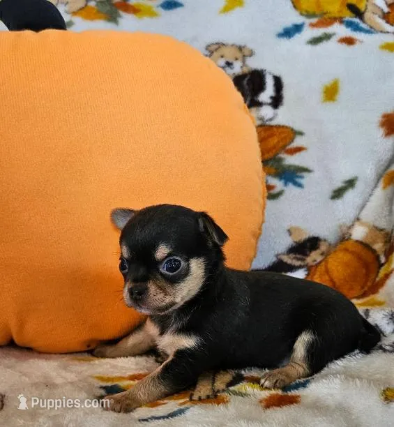 AKC Brandon – Chihuahua puppy for sale in Newport, ME
