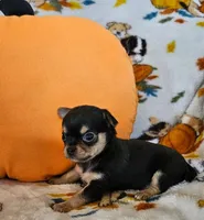 AKC Brandon, a male Chihuahua for sale in Newport, ME – 1 of 8
