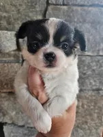AKC Blair, a female Chihuahua for sale in Newport, ME – 3 of 3