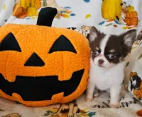 AKC Bella, a female Chihuahua for sale in Newport, ME – 1 of 4