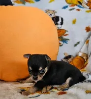 AKC Brandon, a male Chihuahua for sale in Newport, ME – 4 of 8