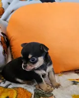 AKC Brandon, a male Chihuahua for sale in Newport, ME – 2 of 8