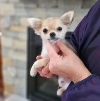 AKC GCHB Sired Stormy, a male Chihuahua for sale in Newport, ME – 3 of 4