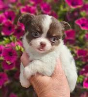 AKC Bella, a female Chihuahua for sale in Newport, ME – 4 of 4