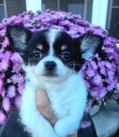 AKC Blair, a female Chihuahua for sale in Newport, ME – 2 of 3