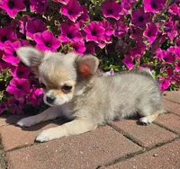 AKC GCHB Sired Stormy, a male Chihuahua for sale in Newport, ME – 4 of 4