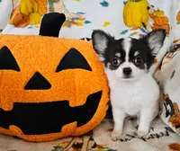 AKC Blair, a female Chihuahua for sale in Newport, ME – 1 of 3