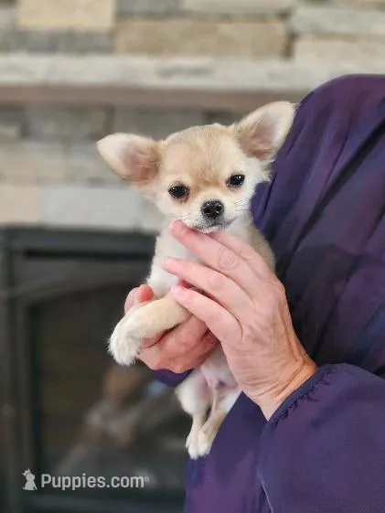 AKC GCHB Sired Stormy – Chihuahua puppy for sale in Newport, ME