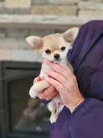 AKC GCHB Sired Stormy, a male Chihuahua for sale in Newport, ME – 1 of 4