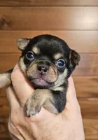 AKC Brandon, a male Chihuahua for sale in Newport, ME – 5 of 8