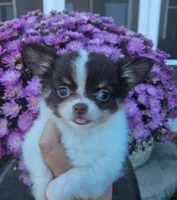 AKC Bella, a female Chihuahua for sale in Newport, ME – 3 of 4