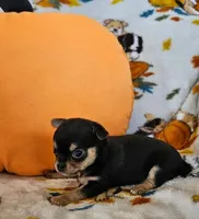 AKC Brandon, a male Chihuahua for sale in Newport, ME – 3 of 8