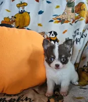 AKC Bella, a female Chihuahua for sale in Newport, ME – 2 of 4