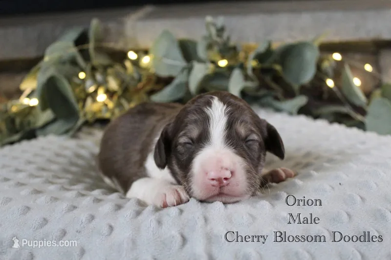Orion – Bordoodle puppy for sale in Ashland, OH
