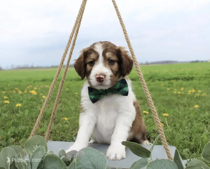 Orion – Bordoodle puppy on hold in Ashland, OH