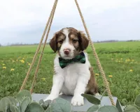 Orion, a male Bordoodle for sale in Ashland, OH – 1 of 5