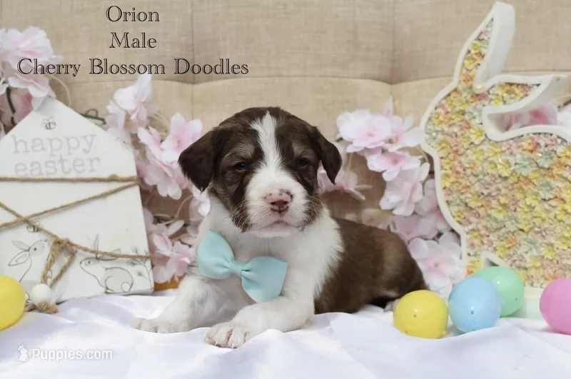 Orion – Bordoodle puppy for sale in Ashland, OH