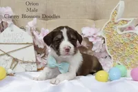 Orion, a male Bordoodle for sale in Ashland, OH – 3 of 5