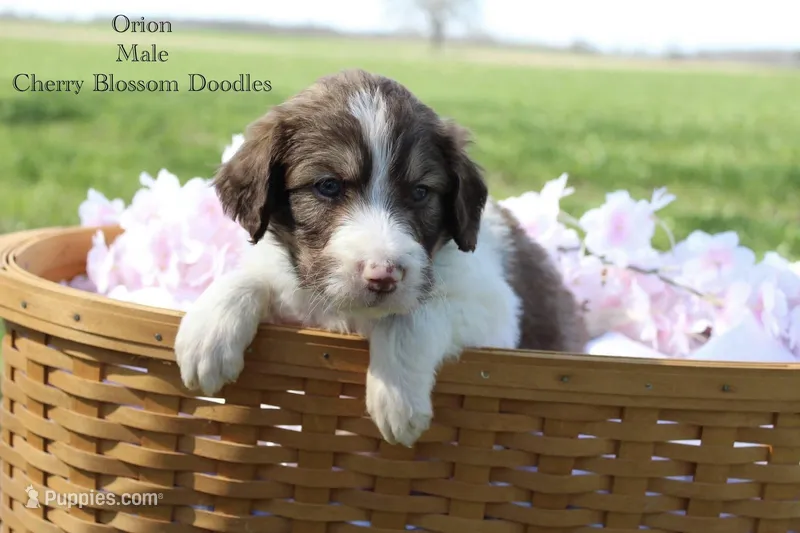 Orion – Bordoodle puppy for sale in Ashland, OH