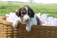 Orion, a male Bordoodle for sale in Ashland, OH – 2 of 5