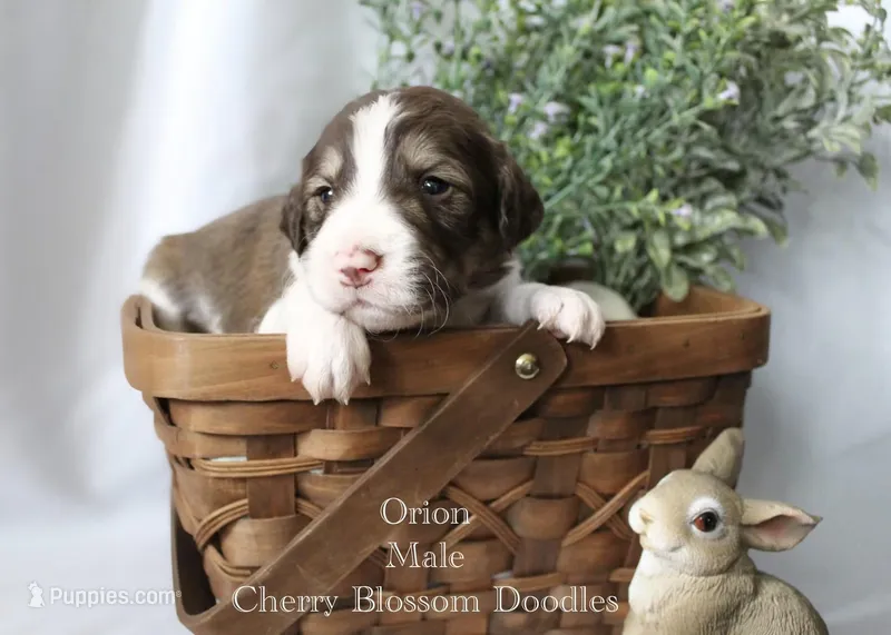 Orion – Bordoodle puppy for sale in Ashland, OH