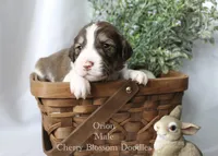 Orion, a male Bordoodle for sale in Ashland, OH – 4 of 5