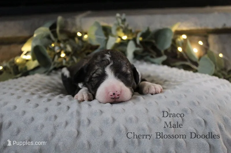 Draco – Bordoodle puppy for sale in Ashland, OH