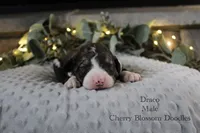 Draco, a male Bordoodle for sale in Ashland, OH – 5 of 5
