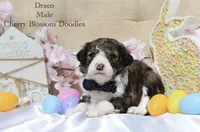 Draco, a male Bordoodle for sale in Ashland, OH – 3 of 5