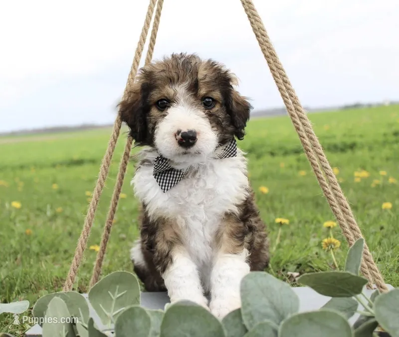 Draco – Bordoodle puppy on hold in Ashland, OH