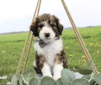 Draco, a male Bordoodle for sale in Ashland, OH – 1 of 5